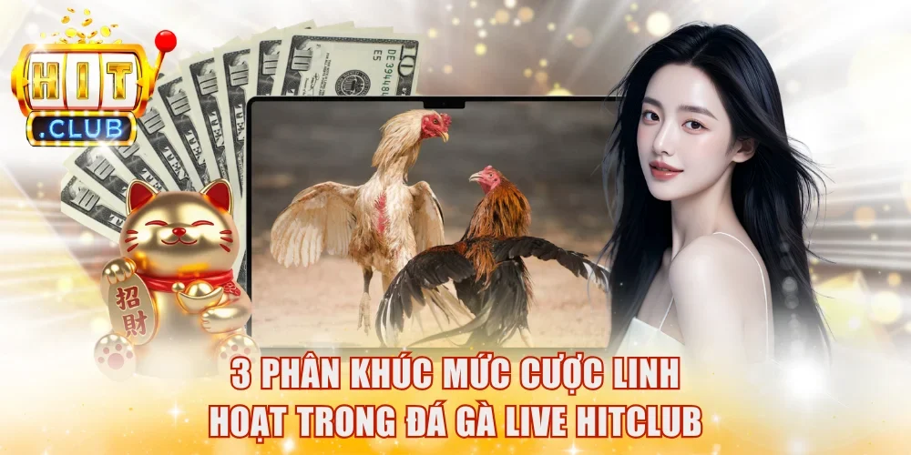 3 phân khúc mức cược linh hoạt trong đá gà live HitClub
