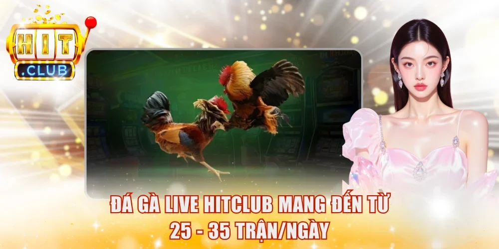 Đá gà live HitClub mang đến từ 25 - 35 trận/ngày